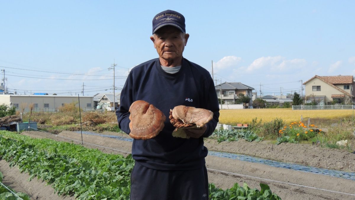 特大野菜を育てる名人の市村昌夫さんが、特大おばけシイタケを収穫