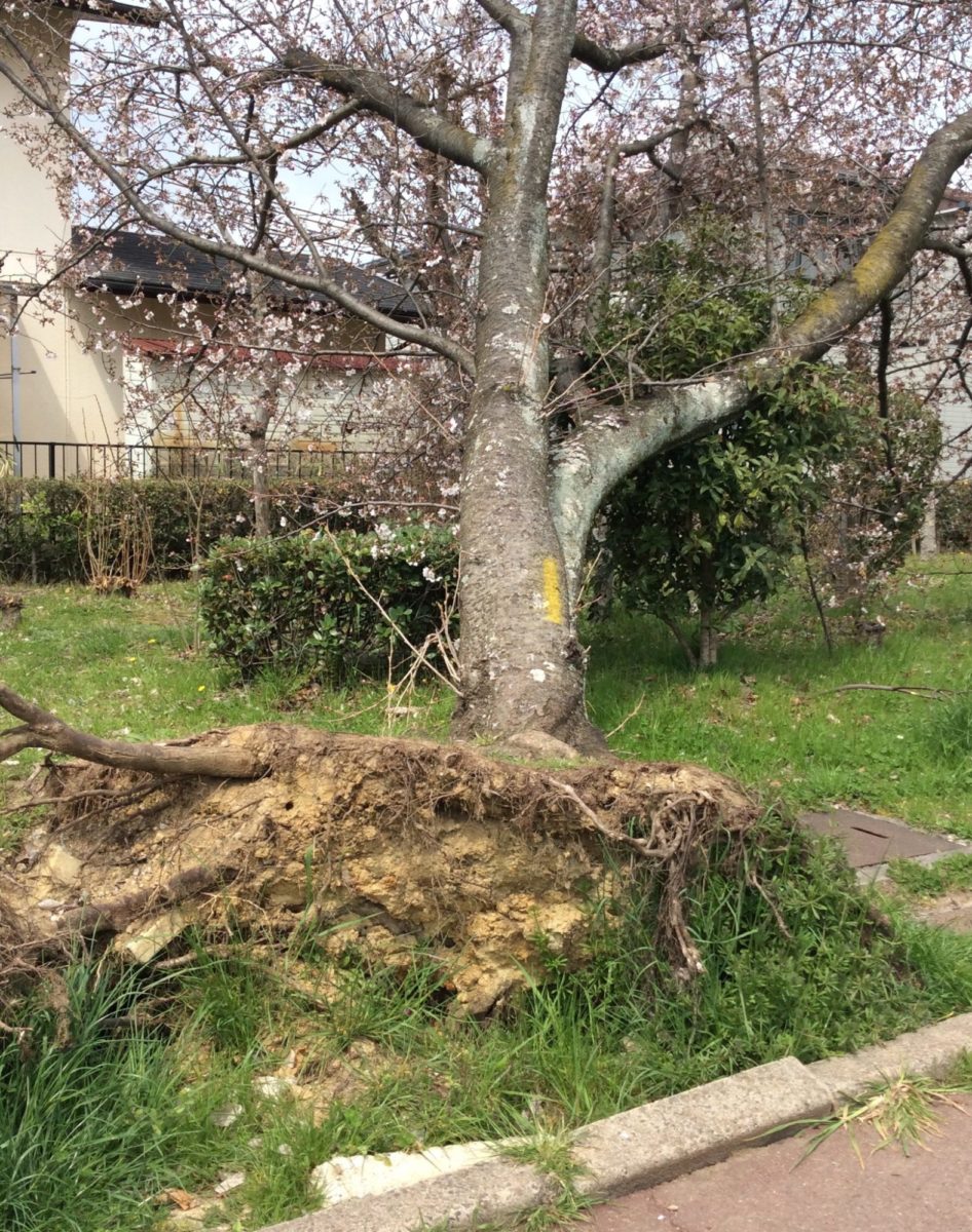台風で倒れた桜の木