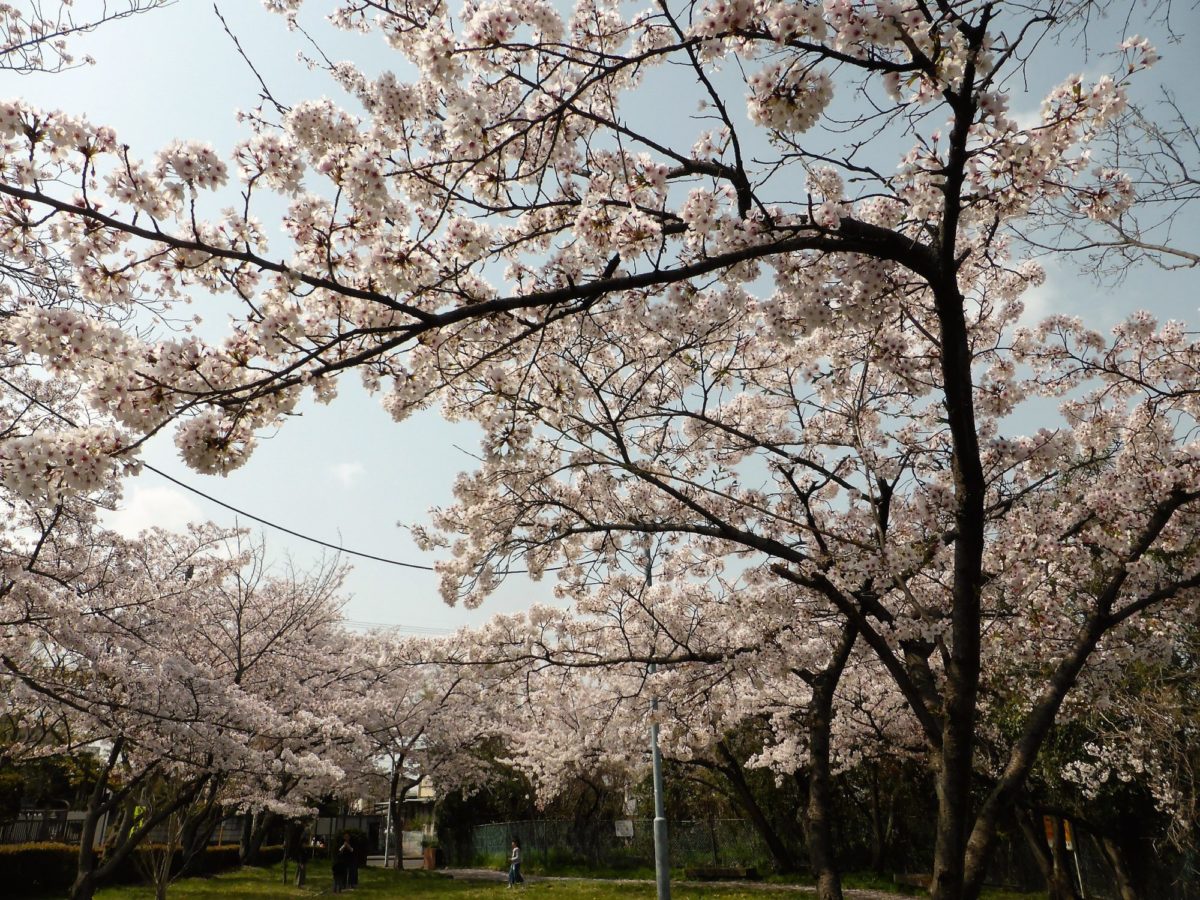 寺池公園　桜まつり（2018年）