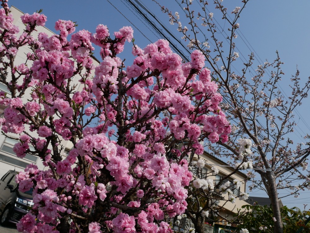 八重の桃の花と桜のコラボレーション