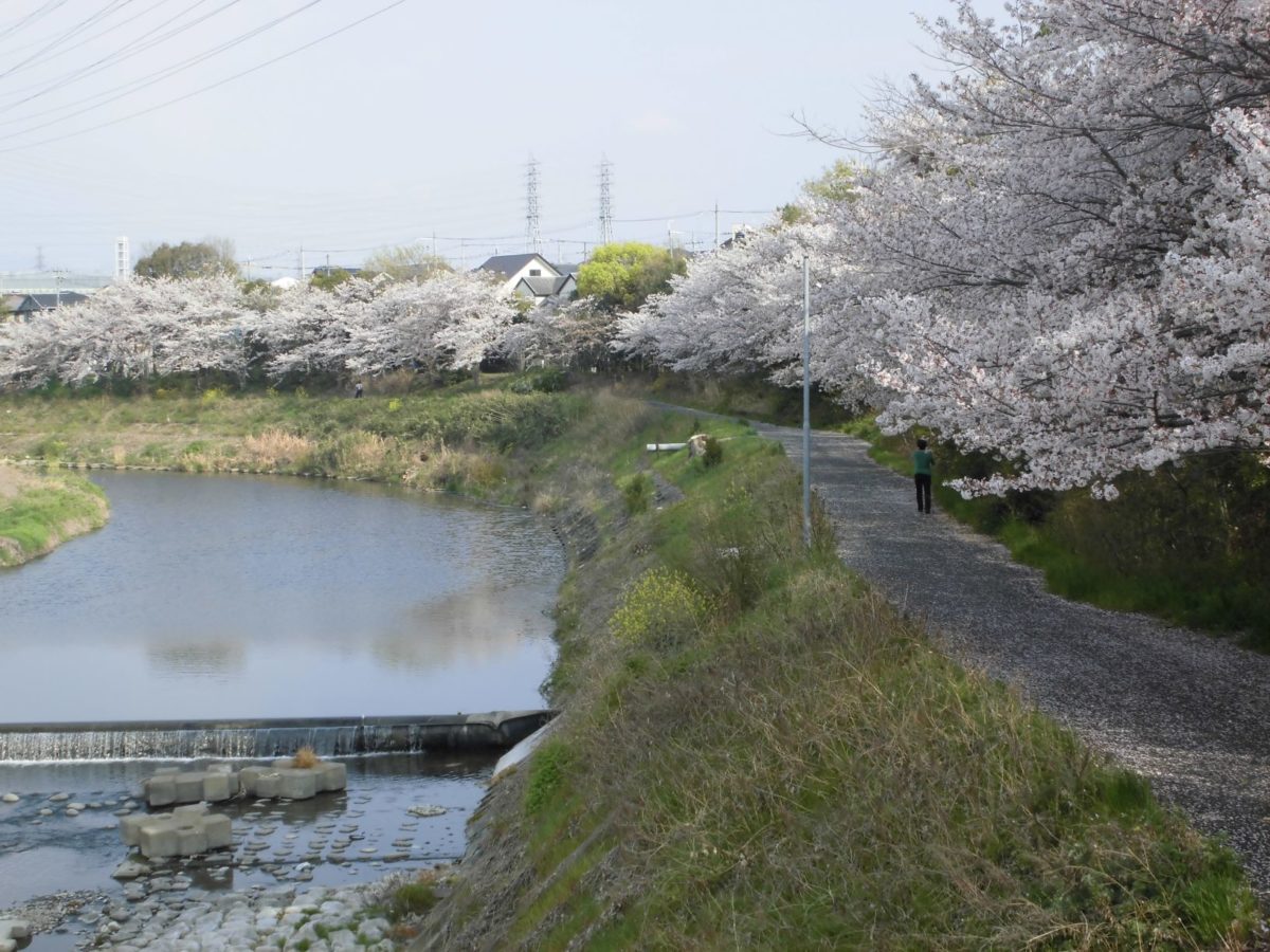 槇尾川の桜