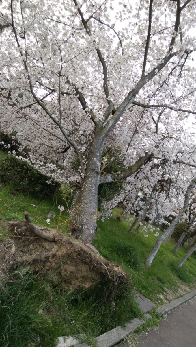 台風で倒れても満開のど根性桜