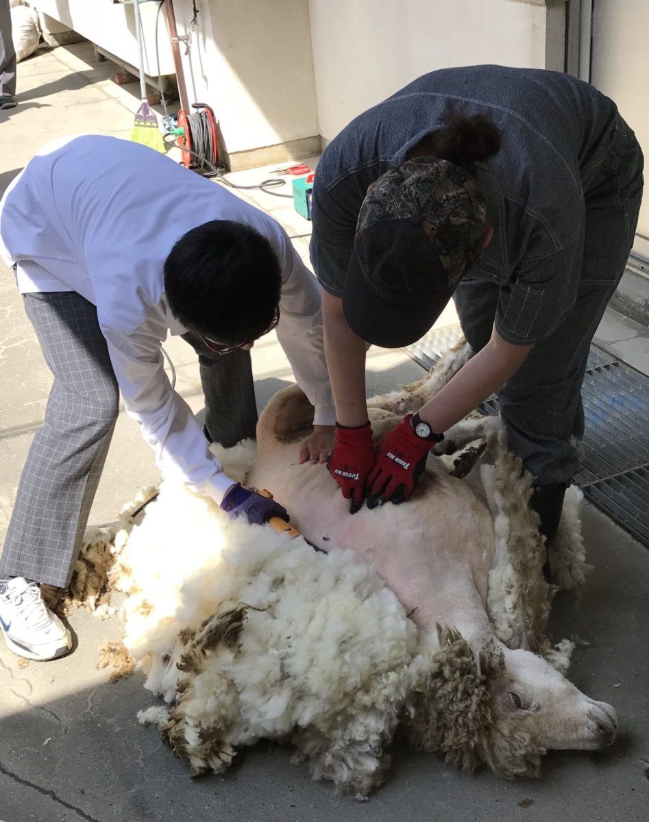 美木多中学で羊の毛刈り