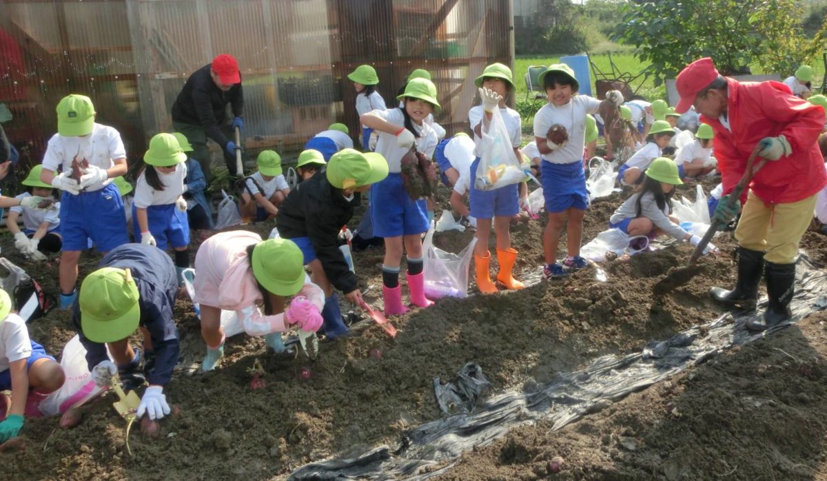 「いきいき農園」で芋掘り 　狭山第七小の２年生