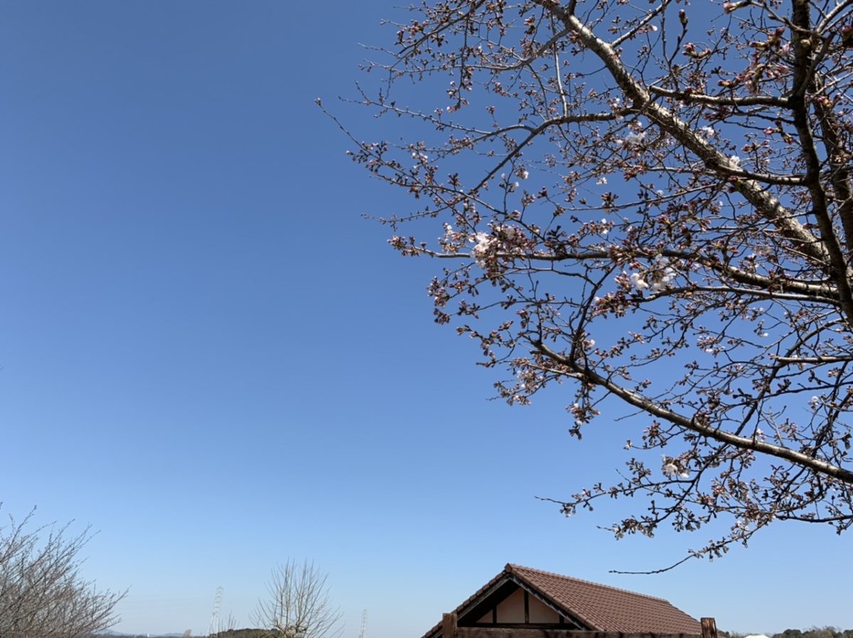ハーベストの丘で桜開花を確認♪