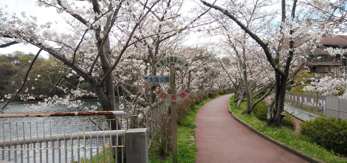 泉ヶ丘緑道　大蓮池沿いの桜が見頃です