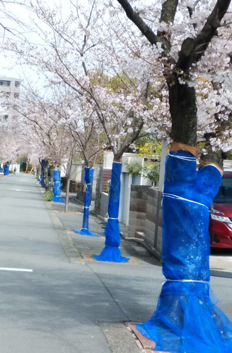 桜の防虫対策　大阪狭山市