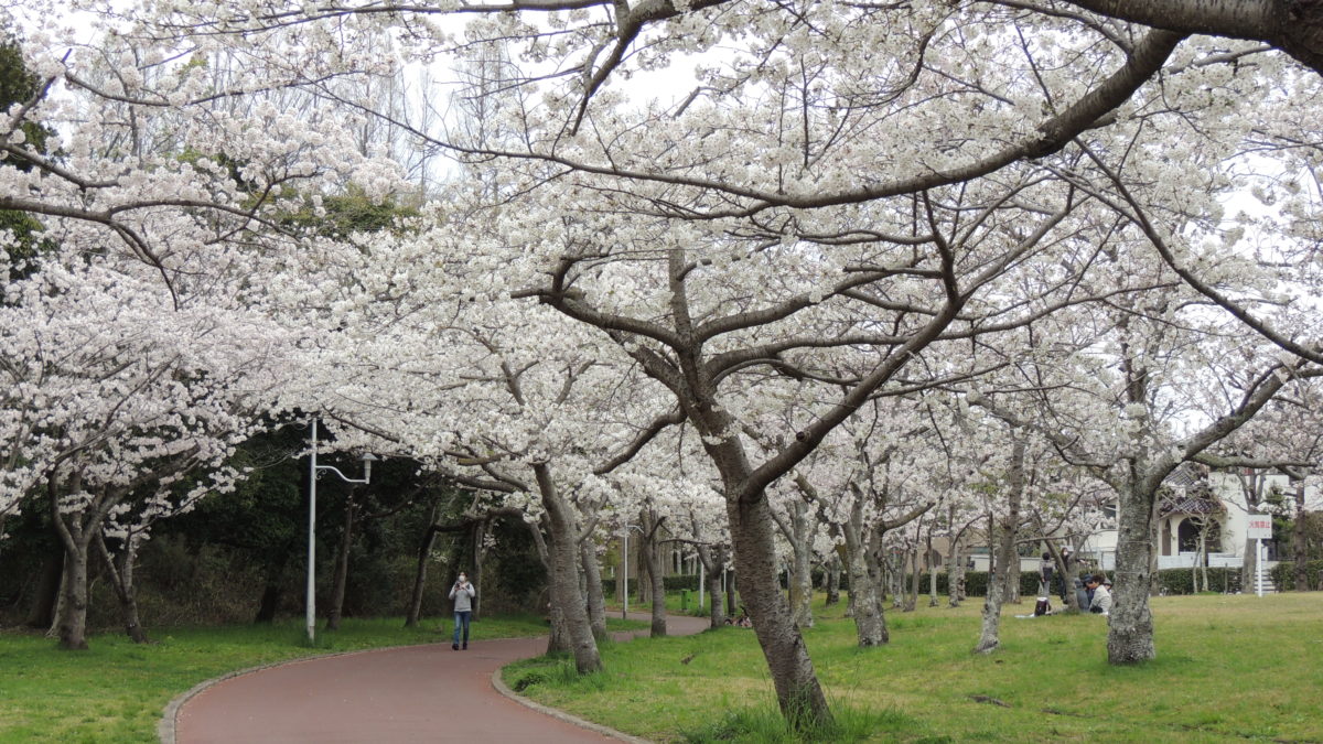 泉北の桜　エアお花見で気分を味わって