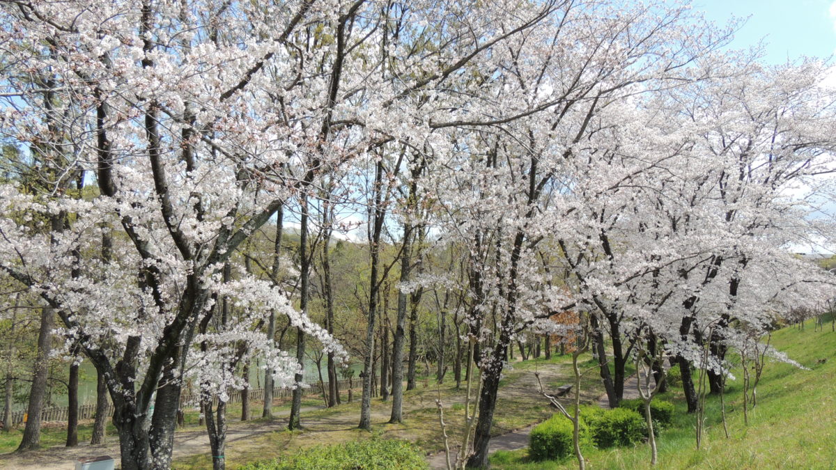 泉北の桜　エアお花見で気分を味わって　第３弾
