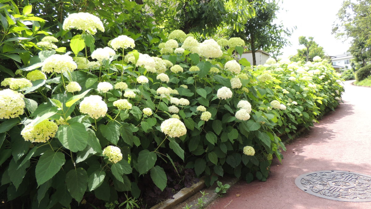 赤坂台アジサイロード　アジサイが咲いています
