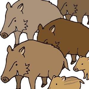 イノシシに注意 富田林署 泉北 金剛さやまコミュニティ イノシシに注意 富田林署 泉北 金剛さやまコミュニティ