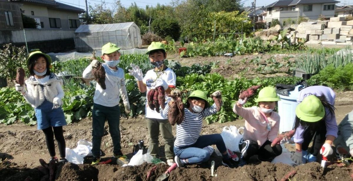 ［金剛］いきいき農園でイモ掘り　狭山市立第七小の２年生
