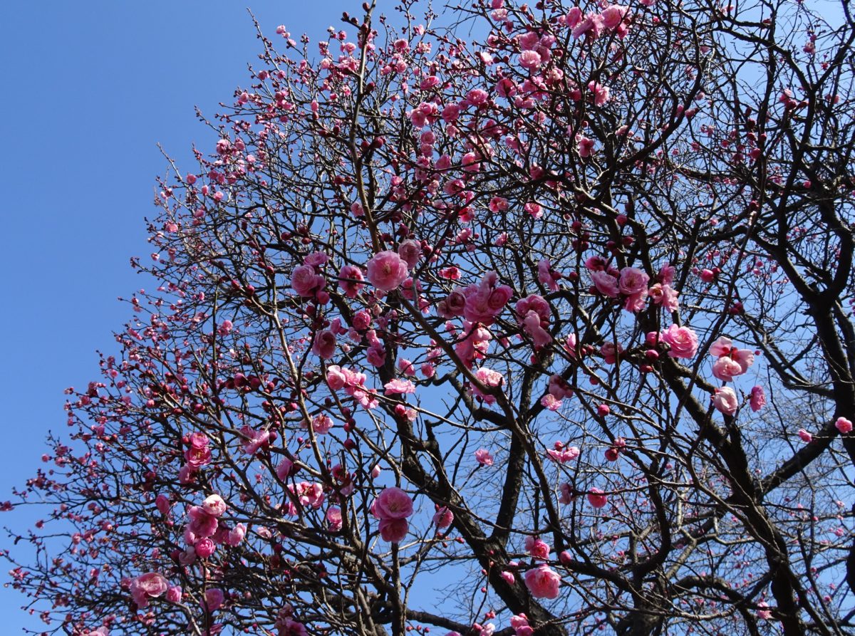 梅の花を貰ってみんな大喜び！！　見頃の木がちらほら　荒山公園・堺市南区