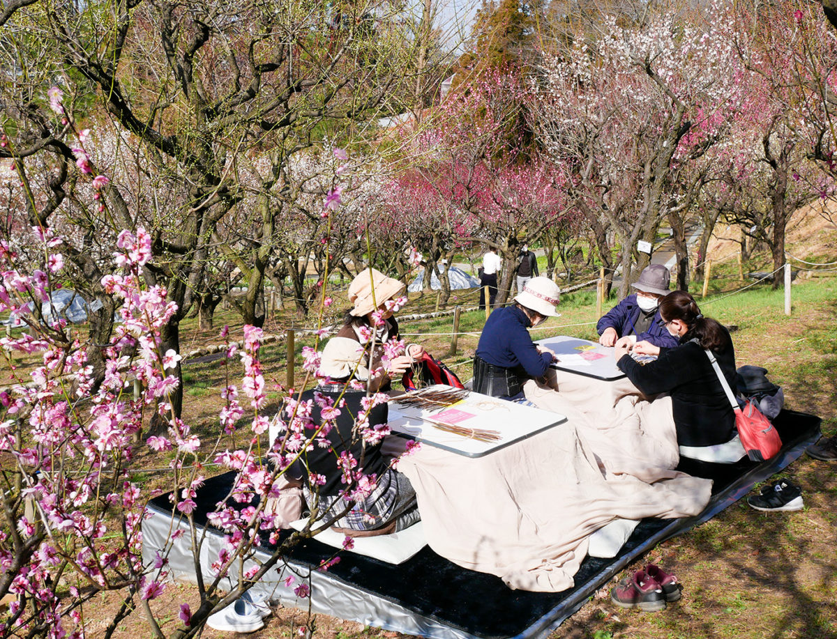 ［金剛］観梅はいまが最高　花の文化園では梅こたつが人気【梅情報2021】