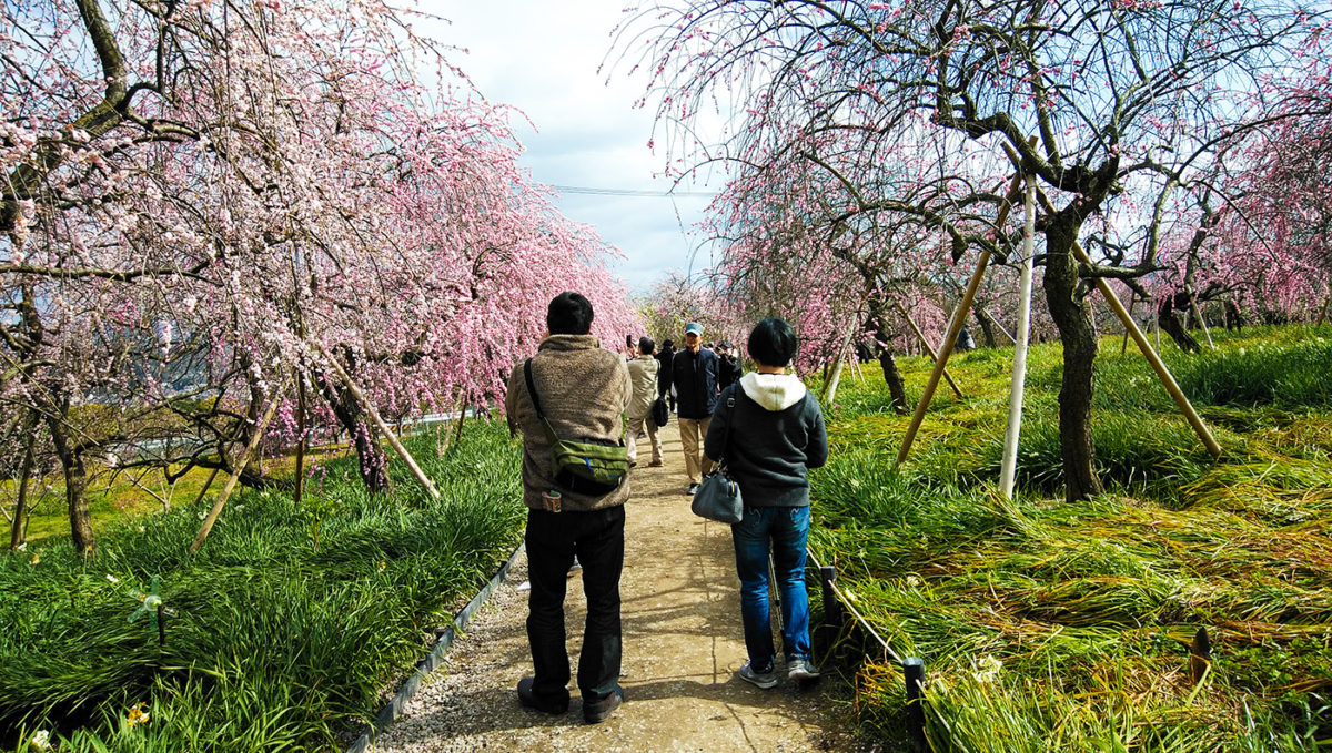 ［泉北］しだれ梅が花盛り　２月いっぱい【梅情報2021】／和泉リサイクル公園・和泉市