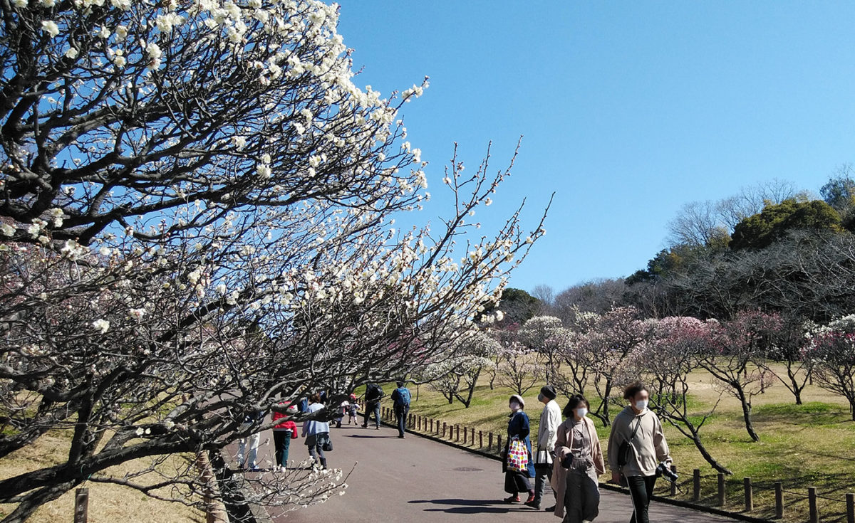 色とりどりの梅が咲き誇る／荒山公園・堺市南区宮山台
