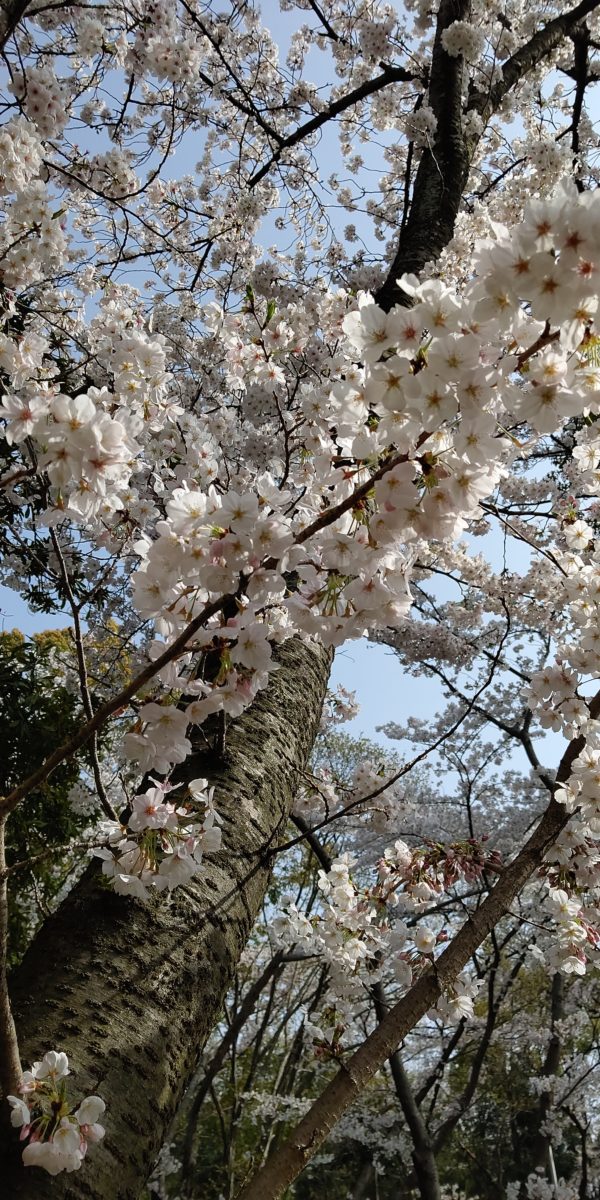 桜満開・西原公園