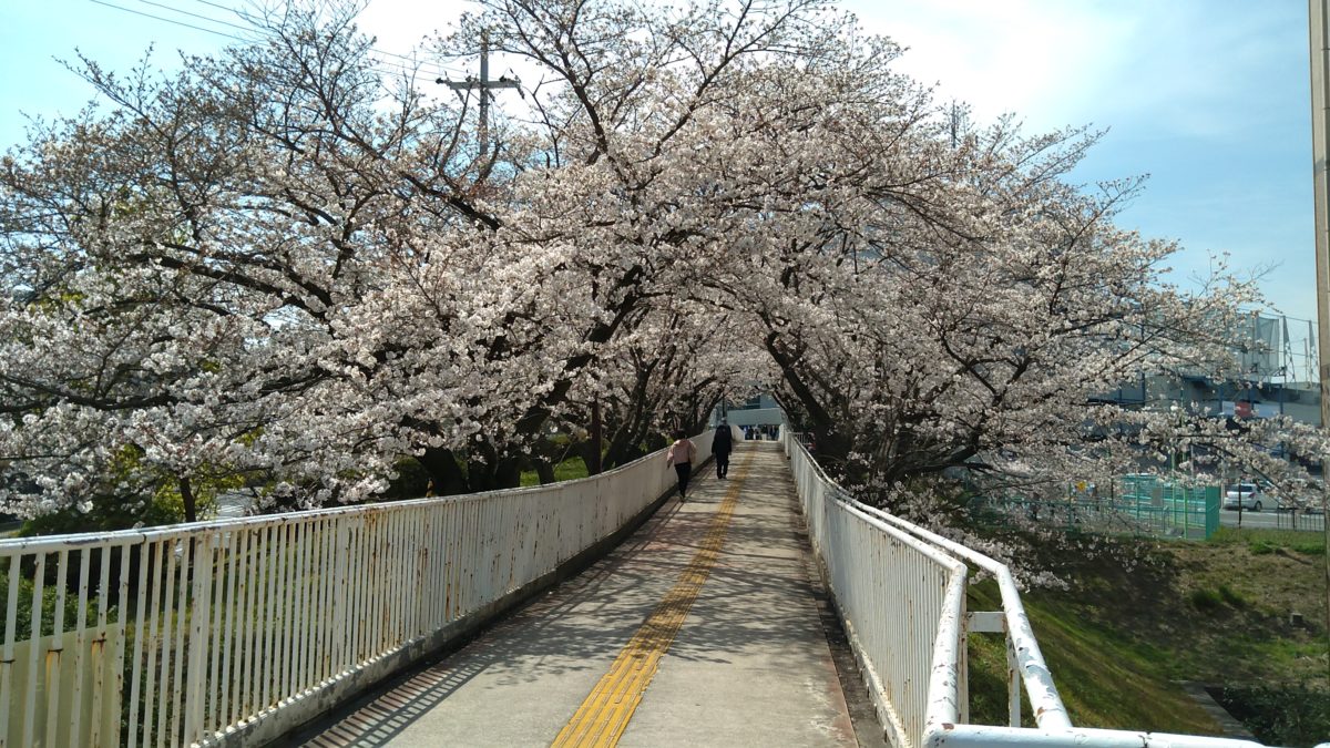 パンジョ前の桜のトンネル・堺市南区