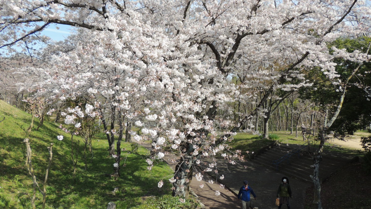 泉北の桜、満開・堺市南区