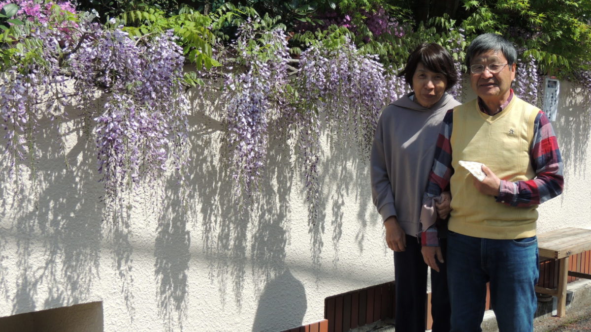 三原台の宇都宮さん宅で、藤の花が満開／堺市南区