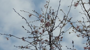 茶山台近隣センターで季節外れの桜咲く