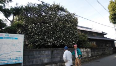 サザンカの大木が満開・堺市南区