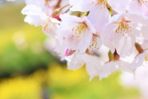 桜（さくら）の花の-イメージ