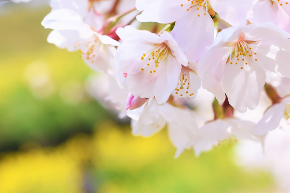 桜（さくら）の花の-イメージ