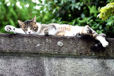［富田林市］地域猫との共生にふるさと納税活用
