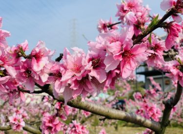 ［岸和田市］泉北近く、包近で桃の花が満開