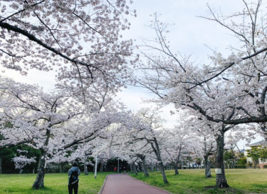 ［堺市南区］満開の桜で彩られる泉北ニュータウン