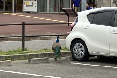 ［和泉市］駐車場に孔雀が！