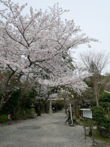 ［和泉市］松尾寺の桜が満開です