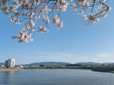 ［大阪狭山市］狭山池で桜が満開