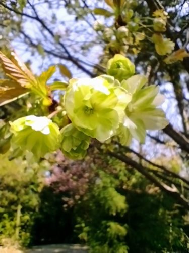 ［堺市南区］岩室山観音院の御衣黄桜が満開です！