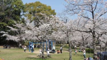 ［堺市南区］泉北沿線、桜満開