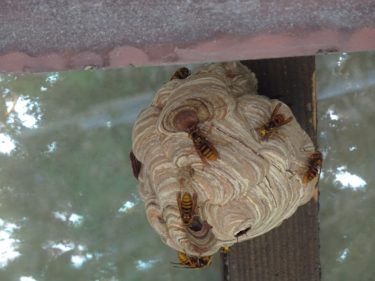 ［大阪狭山市］キイロスズメバチの巣に注意して下さい。