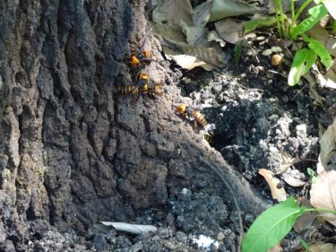［堺市南区］オオスズメバチの巣を見つけました　ご注意を【読者投稿】