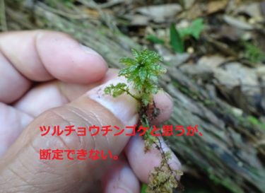 ［堺市南区］堺市内の里山で珍しいチョウチンゴケ？【読者投稿】