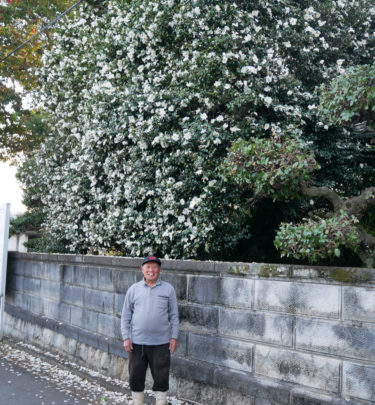 ［堺市南区］樹齢300年以上のサザンカ、いま満開　上神谷の峯野さん宅