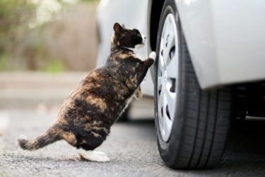 車に乗る前は”猫バンバン”　寒い時期、猫さん達が入り込んでいるかも？