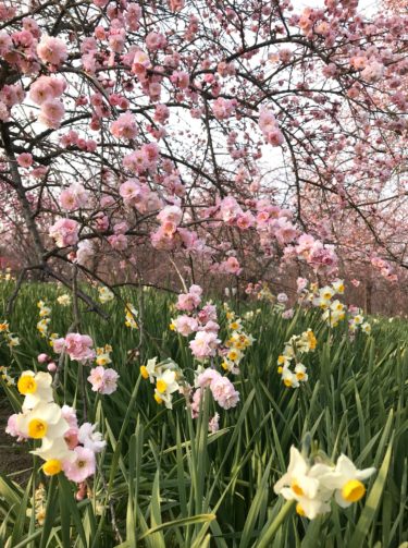 ［和泉市］春の花が咲き始める／和泉リサイクル環境公園