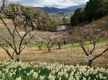 ［富田林市］錦織公園では梅が見頃を迎えています　３月上旬にかけては遅咲きの梅が楽しめそう【梅開花状況】　