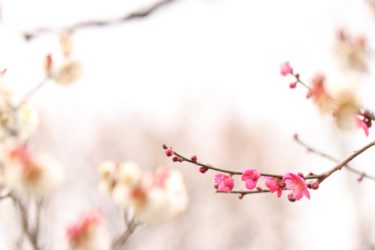 ［河内長野市］３月５日まで、「こたつ に入ってぬくぬく梅見物」開催中・花の文化園