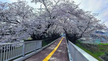［堺市南区］パンジョへ向かう陸橋の桜が見頃です【読者投稿】