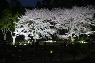 ［河内長野市］3月24～26日、夜桜ライトアップ／花の文化園