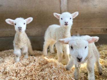 ［堺市南区］子羊が４匹誕生｜ハーベストの丘　