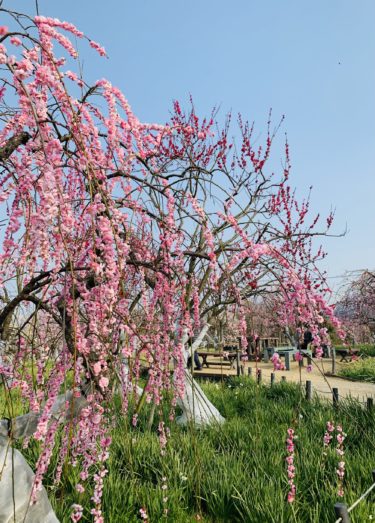 ［和泉市］和泉リサイクル環境公園の今　枝垂れ梅と菜の花が満開です