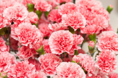 ［大阪狭山市］お花屋さんが新築で復活・母の日のカーネーションを／お花屋 柊