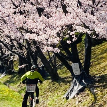 ［富田林市］藤沢台の桜が４月中旬に撤去されます【読者投稿】